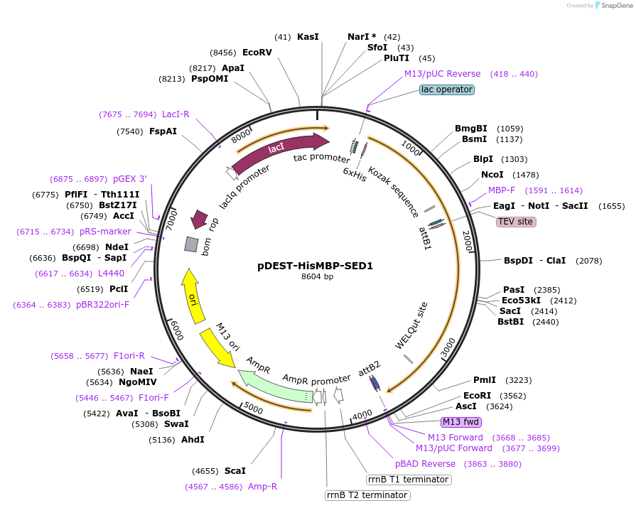 178191-plasmid-map-sequence-id-349920