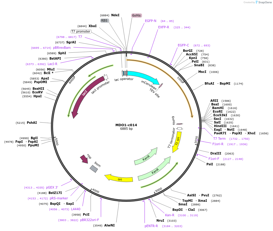 173103-plasmid-map-sequence-id-349925