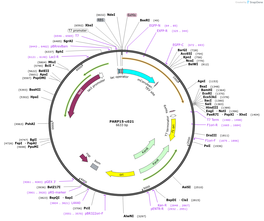 173102-plasmid-map-sequence-id-349928