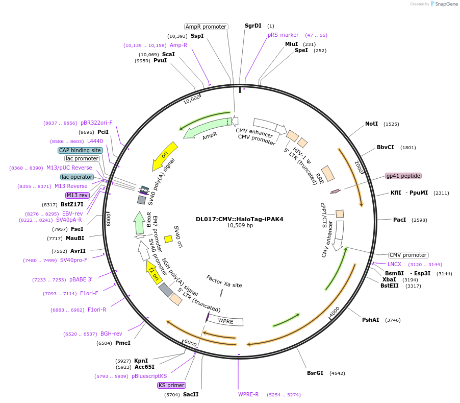 177882-plasmid-map-sequence-id-349962