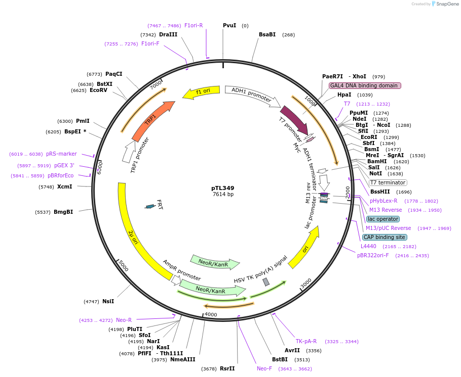 168410-plasmid-map-sequence-id-349973