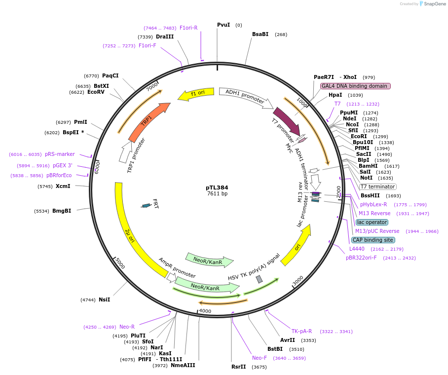 168445-plasmid-map-sequence-id-349976
