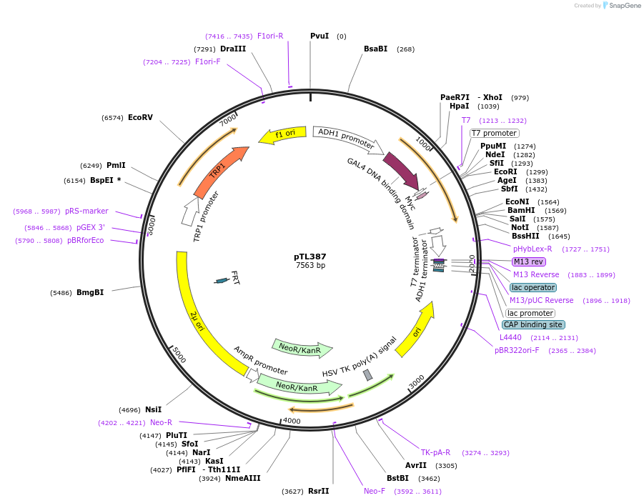 168448-plasmid-map-sequence-id-349977