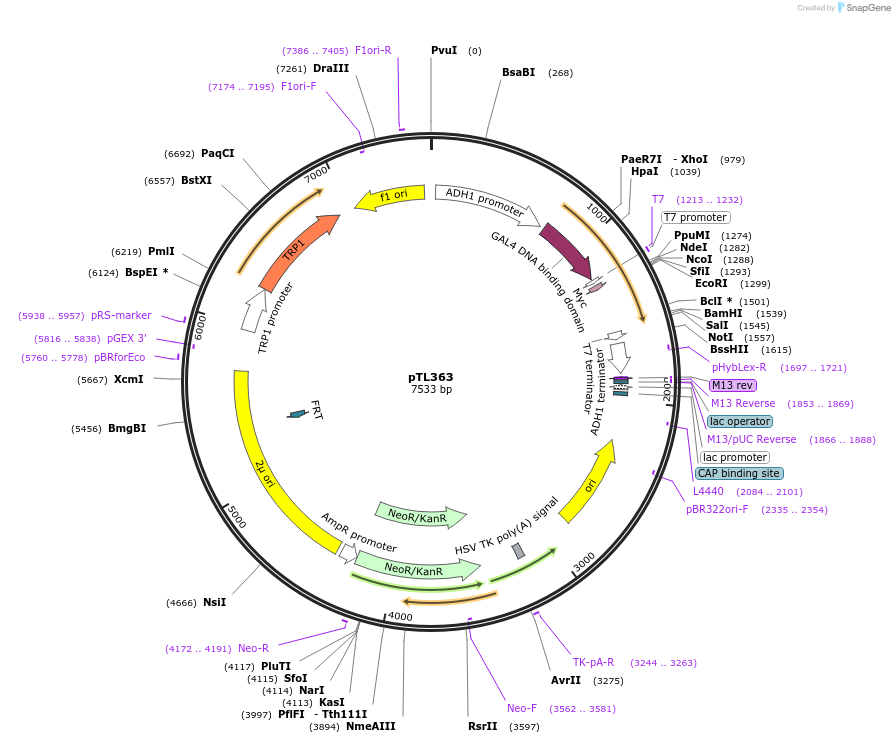 168424-plasmid-map-sequence-id-349979