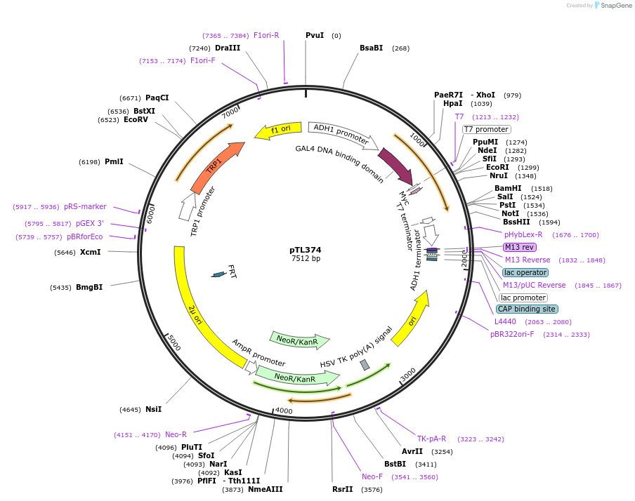 168435-plasmid-map-sequence-id-349980
