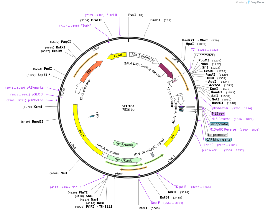 168422-plasmid-map-sequence-id-349981