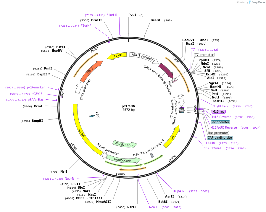168447-plasmid-map-sequence-id-349985