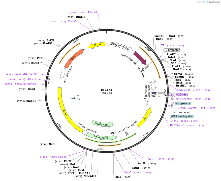 168434-plasmid-map-sequence-id-349988