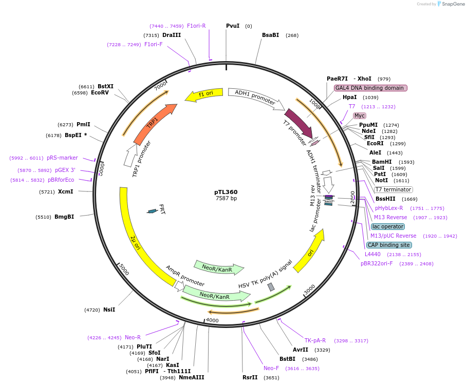168421-plasmid-map-sequence-id-349989