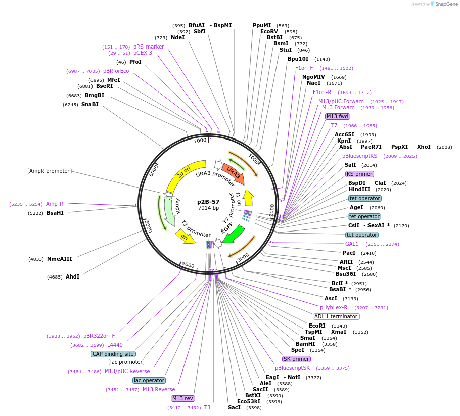 177927-plasmid-map-sequence-id-349993