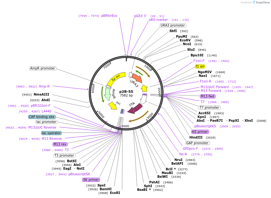 177924-plasmid-map-sequence-id-349994