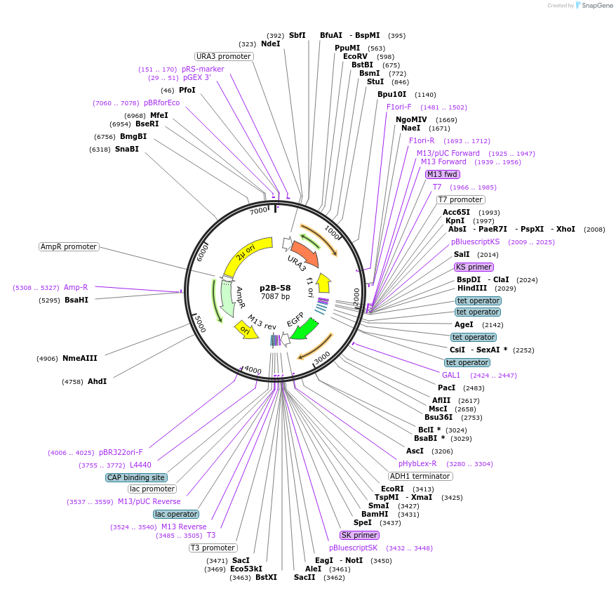 177928-plasmid-map-sequence-id-349996