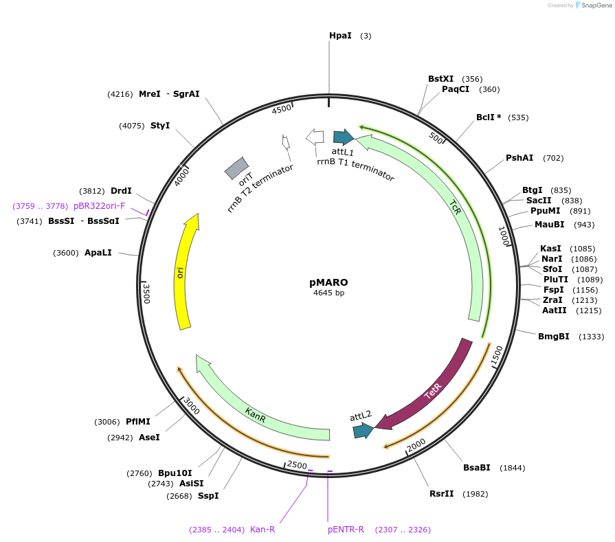 178086-plasmid-map-sequence-id-349998