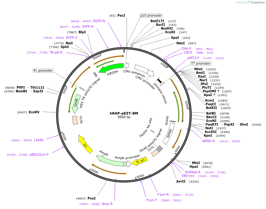 177986-plasmid-map-sequence-id-350003