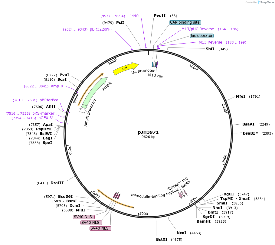 177736-plasmid-map-sequence-id-350005