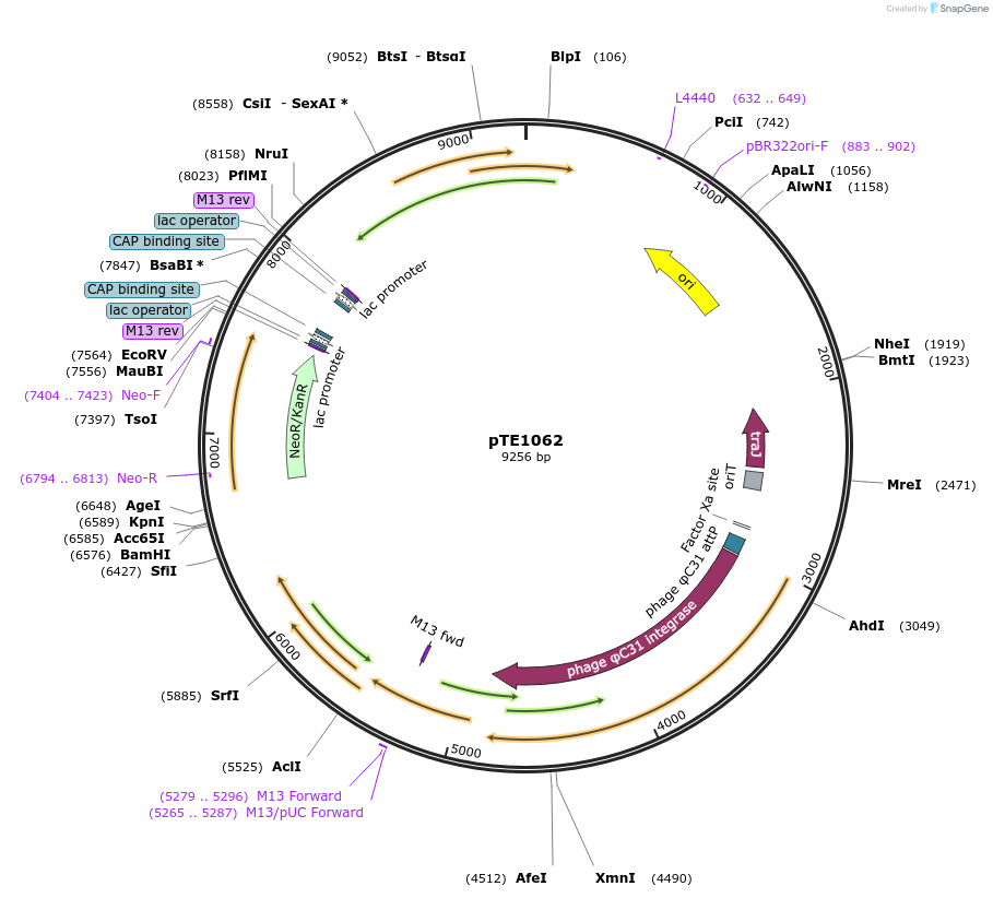 172356-plasmid-map-sequence-id-350006