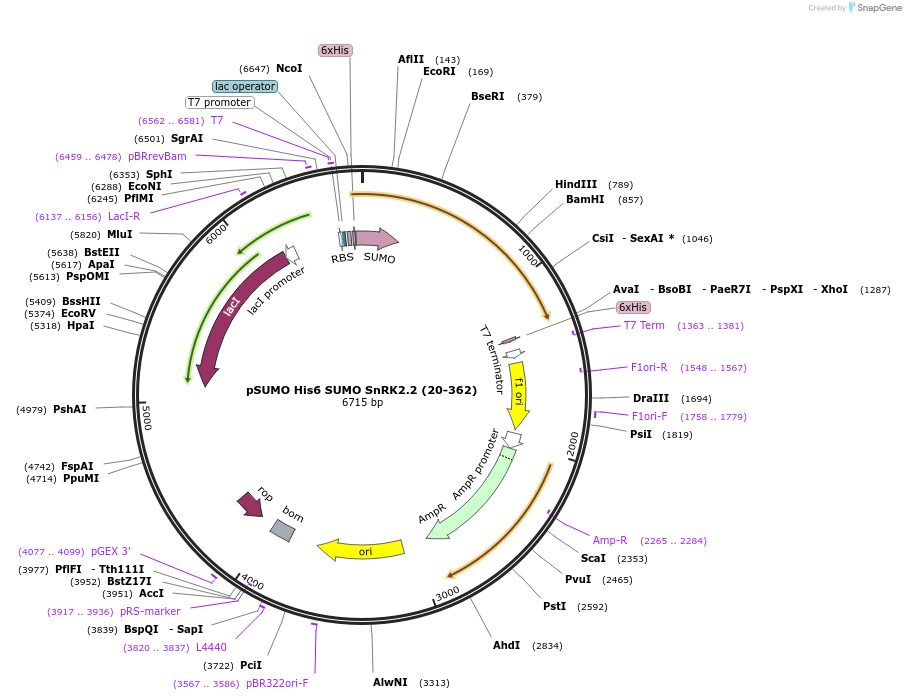 177845-plasmid-map-sequence-id-350010