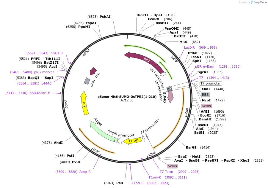 177859-plasmid-map-sequence-id-350013