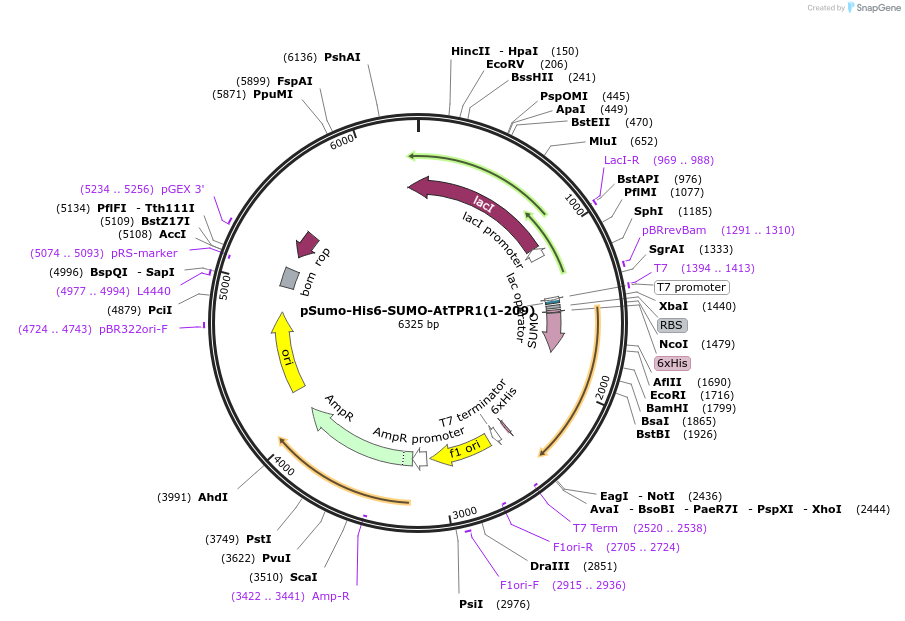 177858-plasmid-map-sequence-id-350016