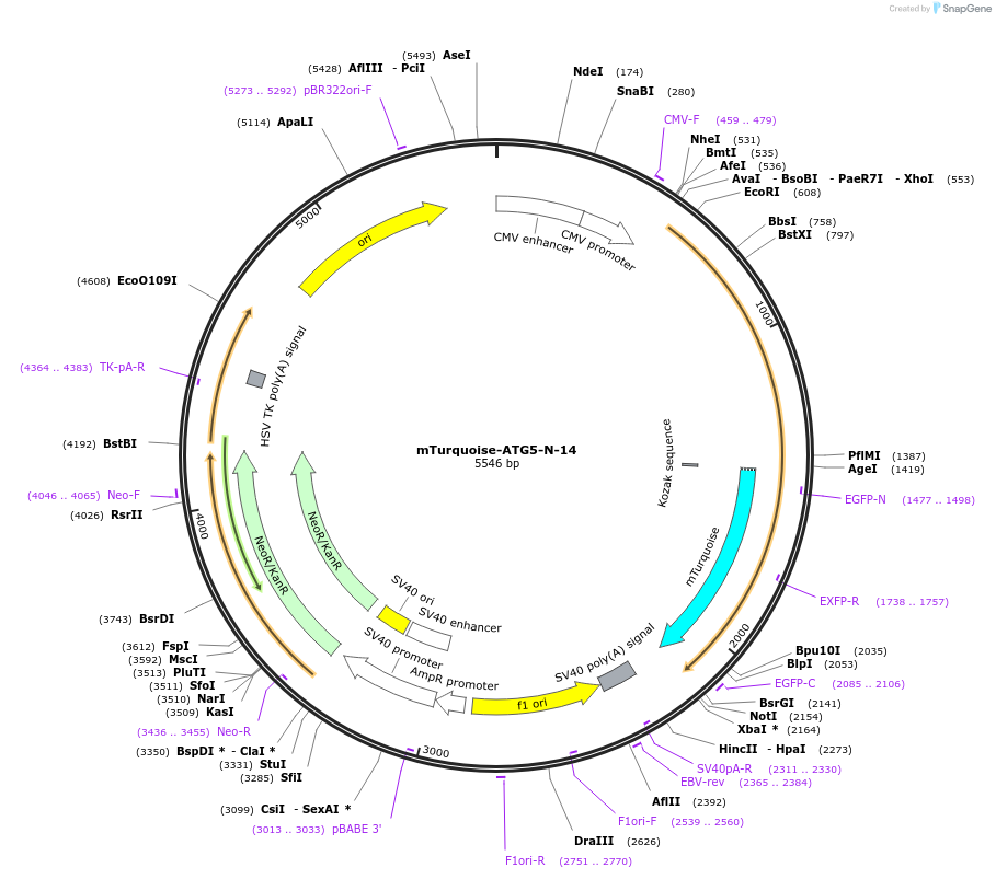 55528-plasmid-map-sequence-id-350022
