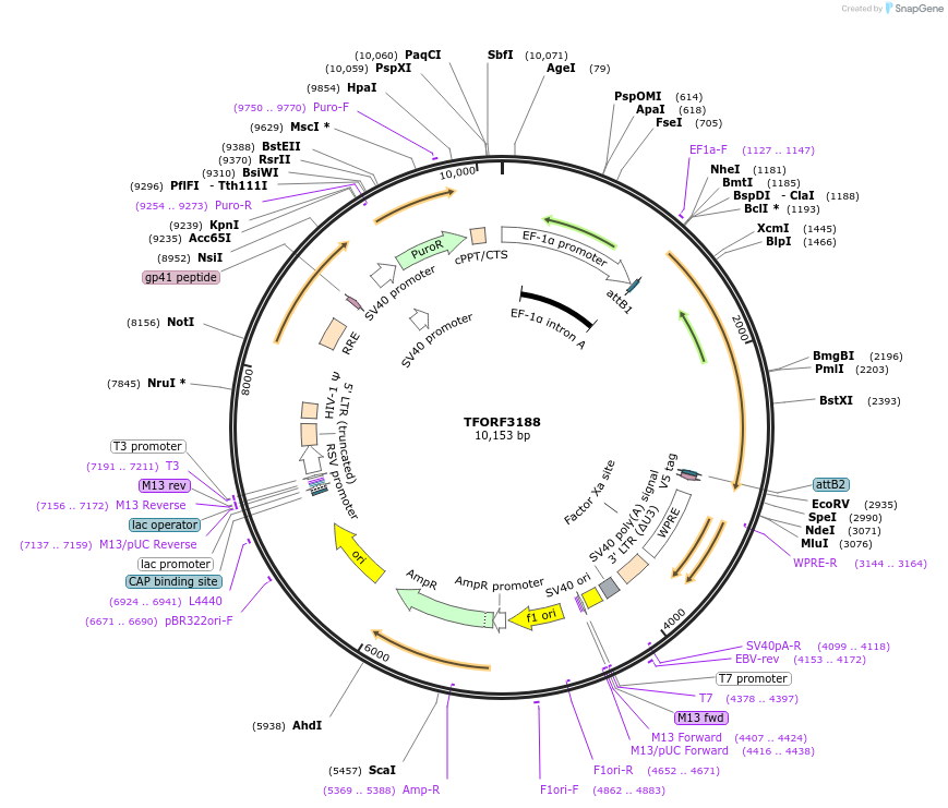 144664-plasmid-map-sequence-id-350024
