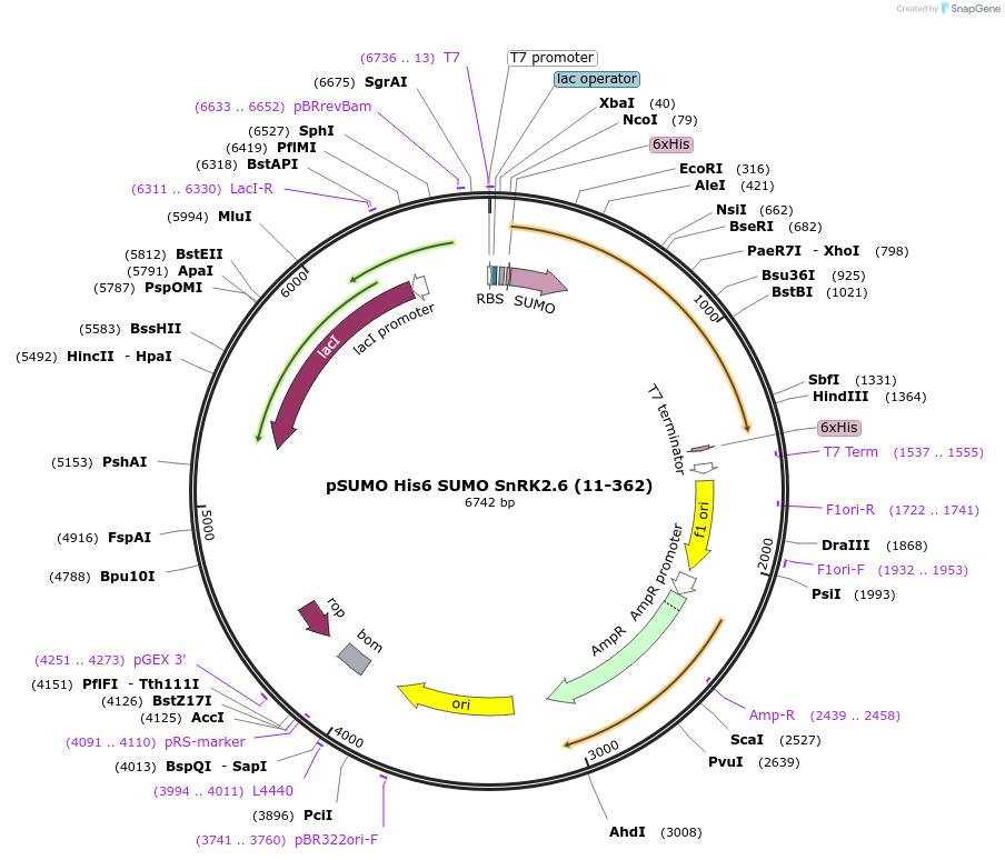 177847-plasmid-map-sequence-id-350025