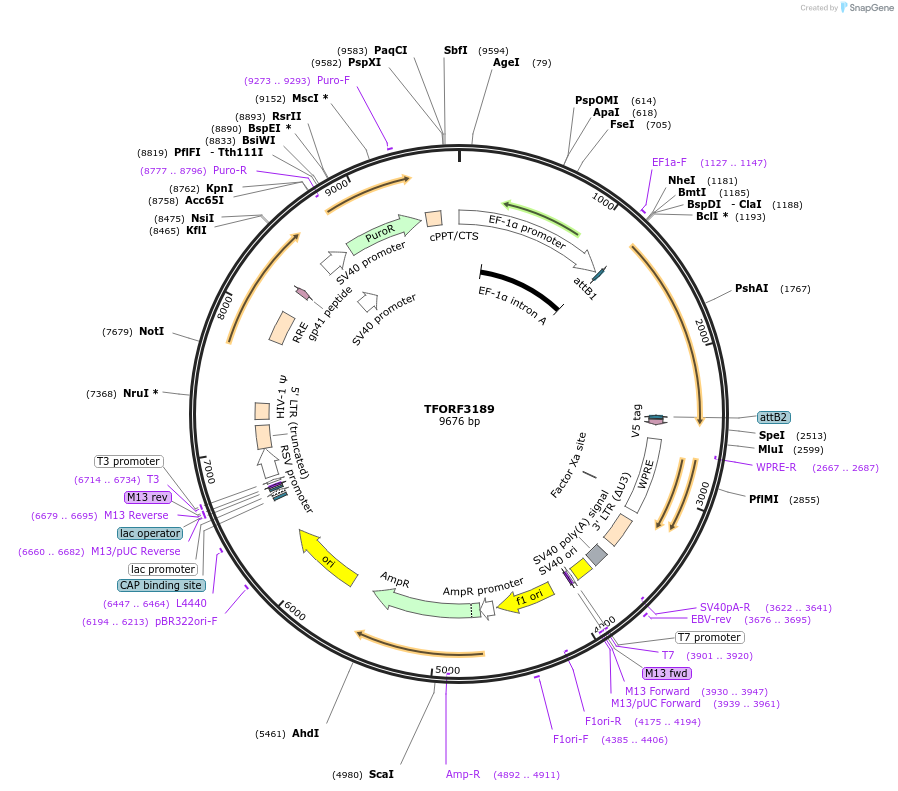 144665-plasmid-map-sequence-id-350027