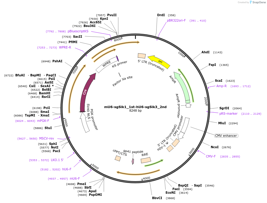177217-plasmid-map-sequence-id-350029