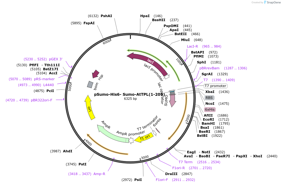177856-plasmid-map-sequence-id-350030