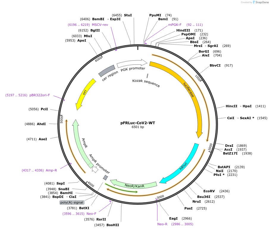 177614-plasmid-map-sequence-id-350039