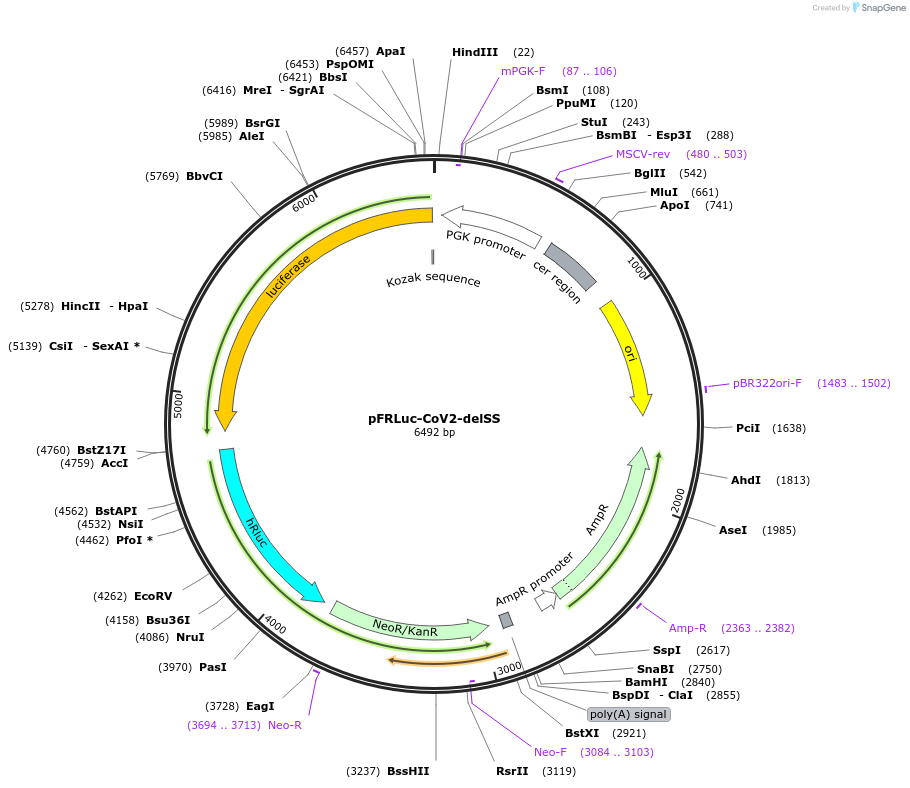 177615-plasmid-map-sequence-id-350040