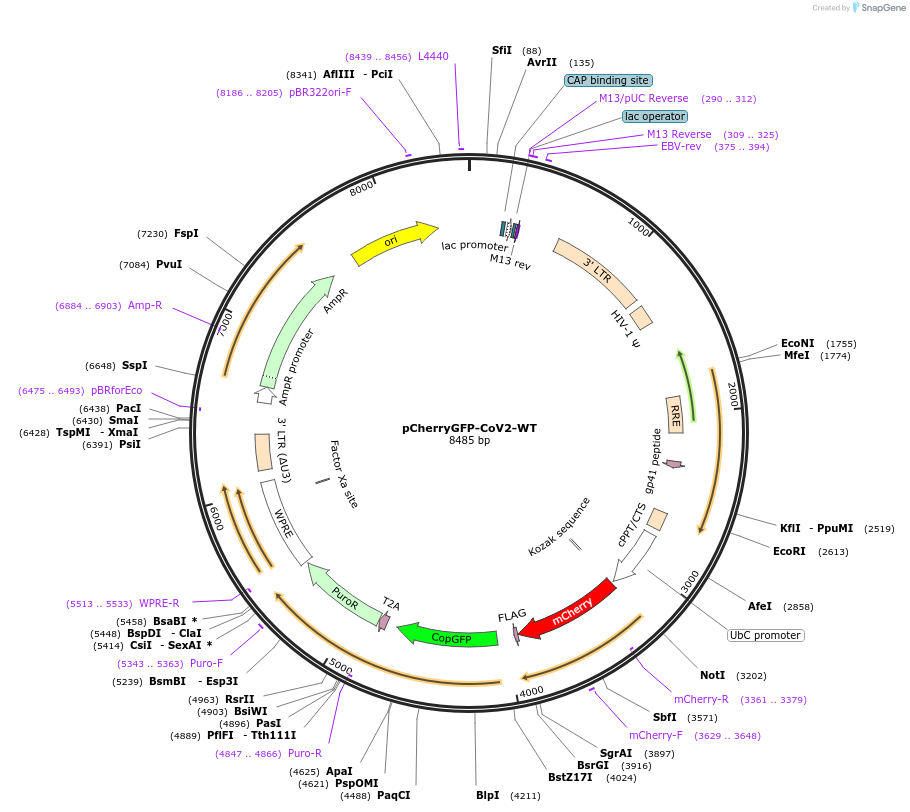 177618-plasmid-map-sequence-id-350044