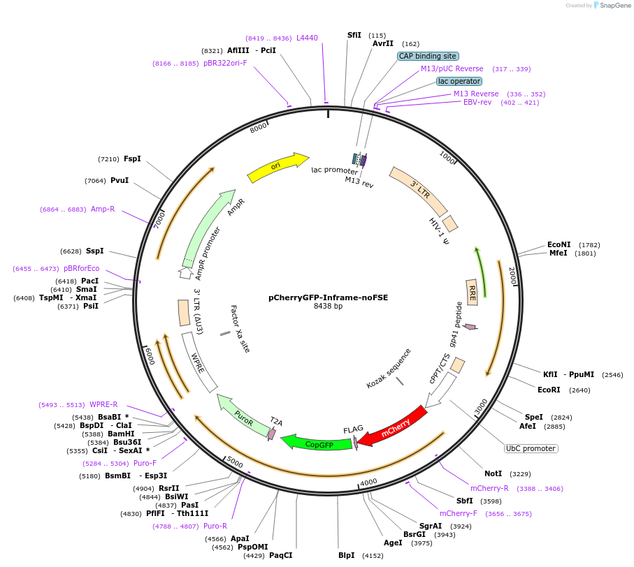 177619-plasmid-map-sequence-id-350045