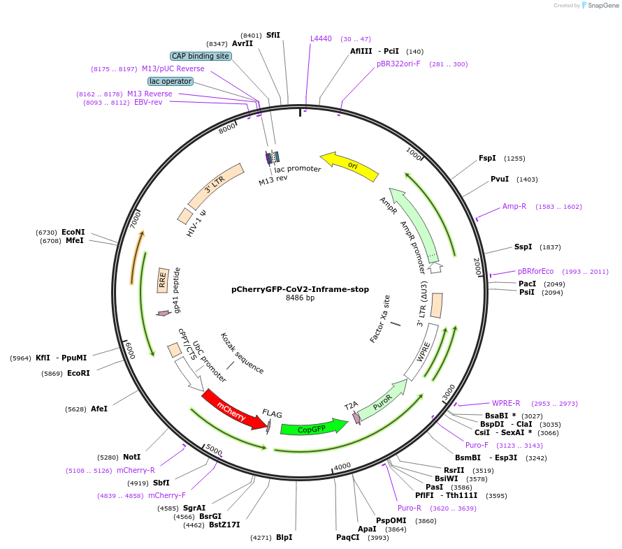 177620-plasmid-map-sequence-id-350046