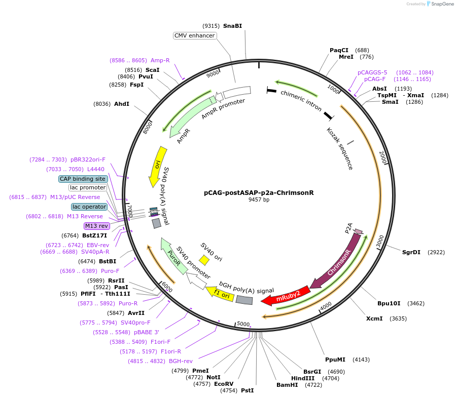 178794-plasmid-map-sequence-id-350048