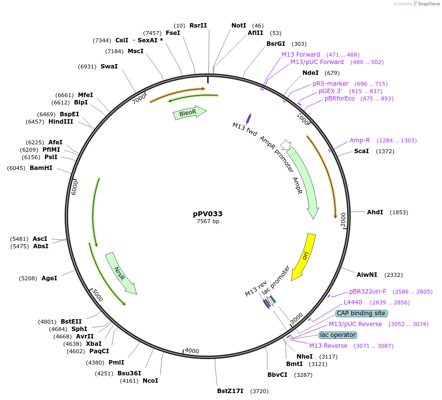 178359-plasmid-map-sequence-id-350051