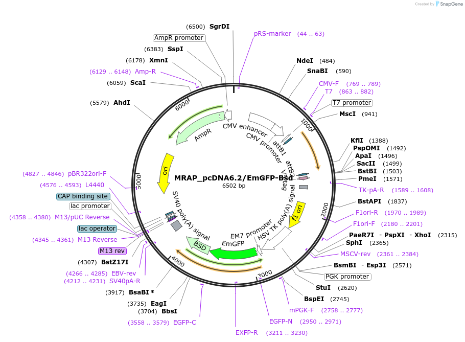 176937-plasmid-map-sequence-id-350092