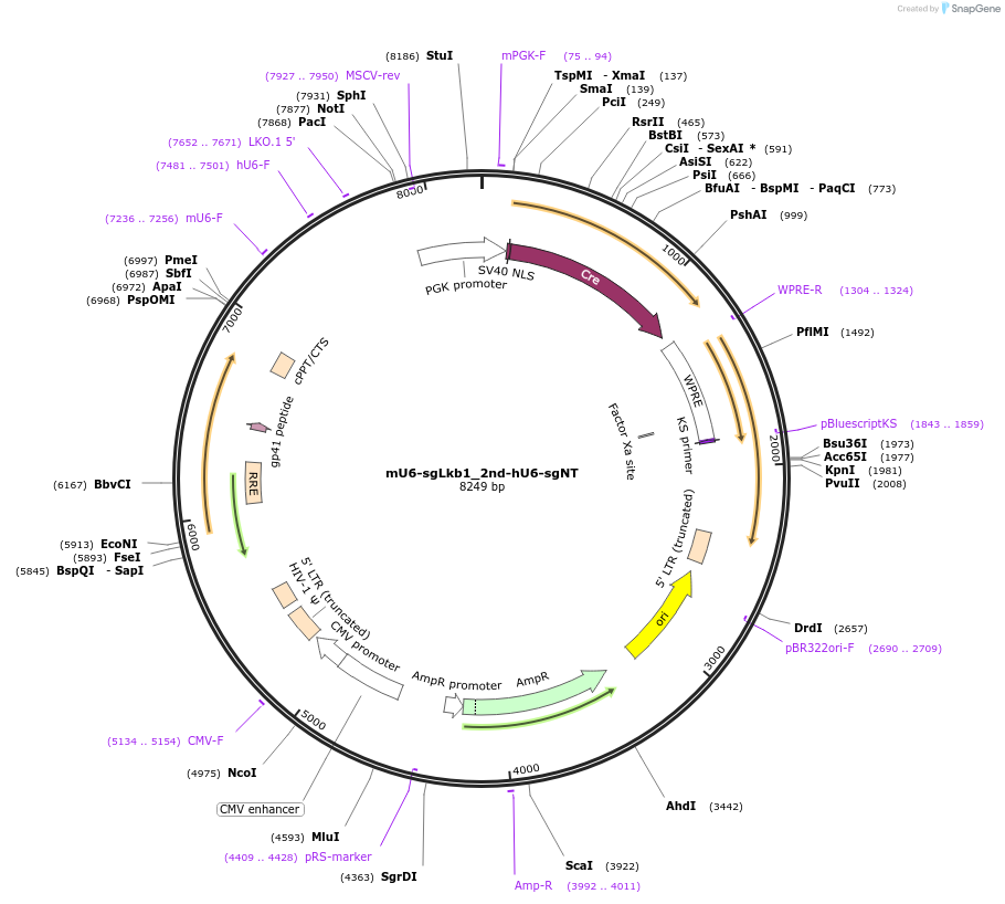 177222-plasmid-map-sequence-id-350113
