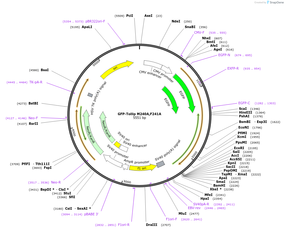 178051-plasmid-map-sequence-id-350116