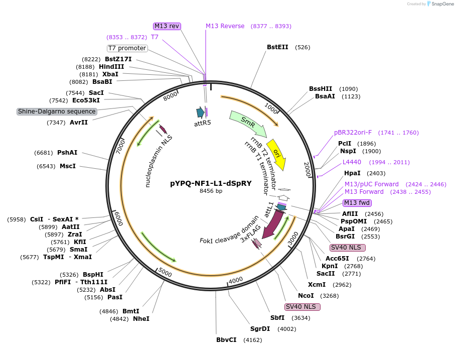 177681-plasmid-map-sequence-id-350119