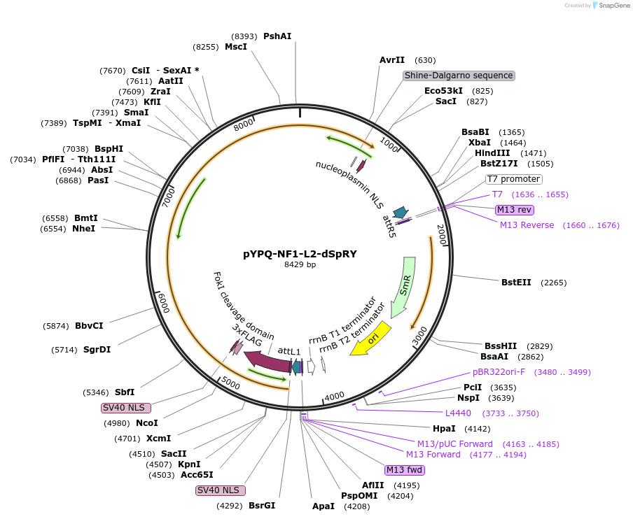 177682-plasmid-map-sequence-id-350120