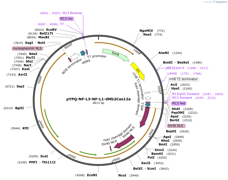 177686-plasmid-map-sequence-id-350123