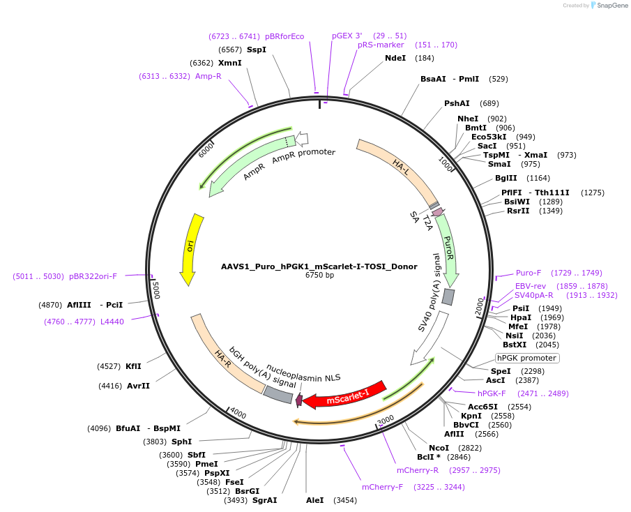 178087-plasmid-map-sequence-id-350132