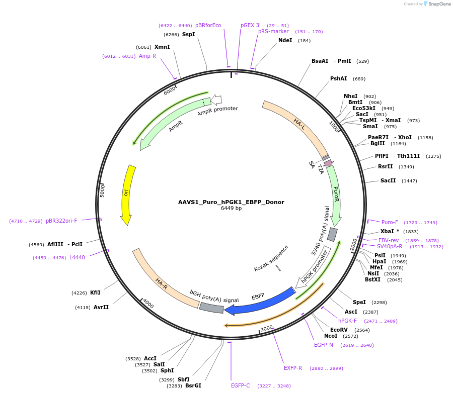 178089-plasmid-map-sequence-id-350134