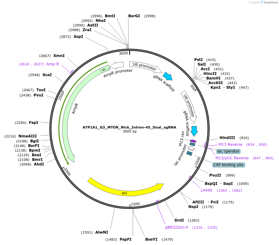 178099-plasmid-map-sequence-id-350138