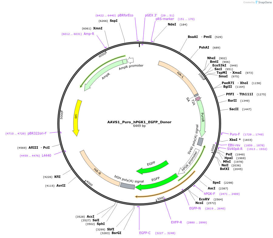 178088-plasmid-map-sequence-id-350139