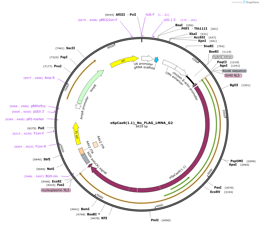 178090-plasmid-map-sequence-id-350140