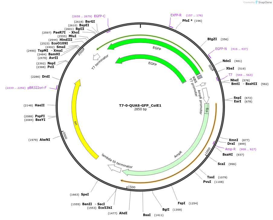 171650-plasmid-map-sequence-id-350155