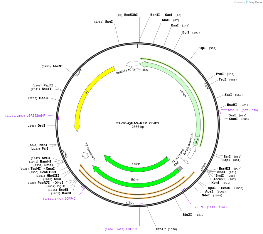 171657-plasmid-map-sequence-id-350156