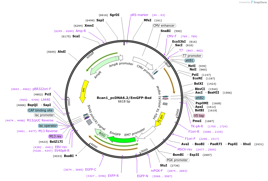 176978-plasmid-map-sequence-id-350165